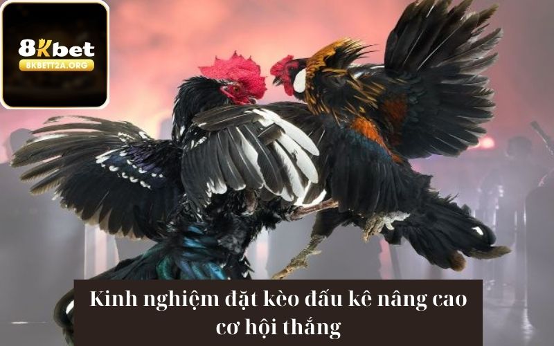 Kinh nghiệm đặt kèo đấu kê nâng cao cơ hội thắng