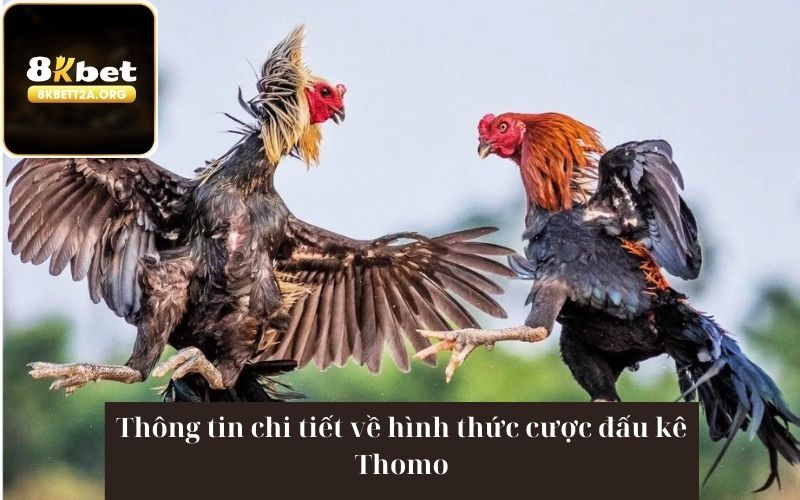 Thông tin chi tiết về hình thức cược đấu kê Thomo